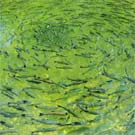 More Fish